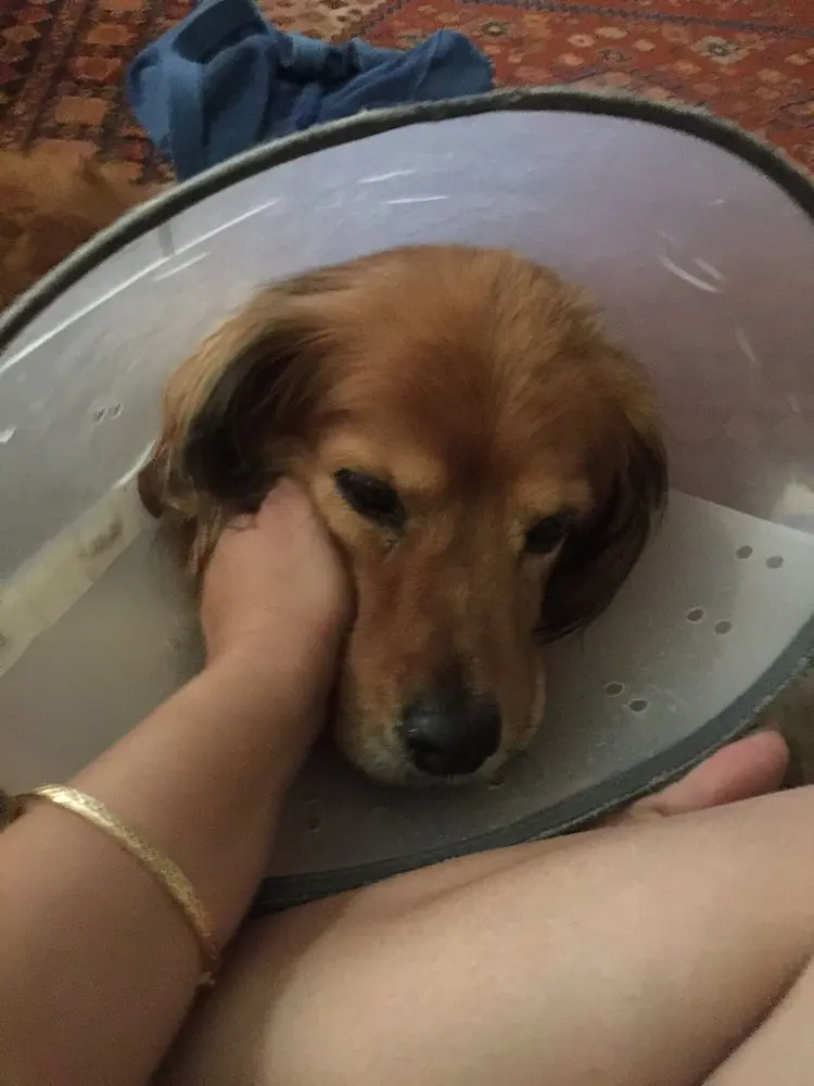 Boulevard Veterinary Hospital Lancaster open Monday Saturday
